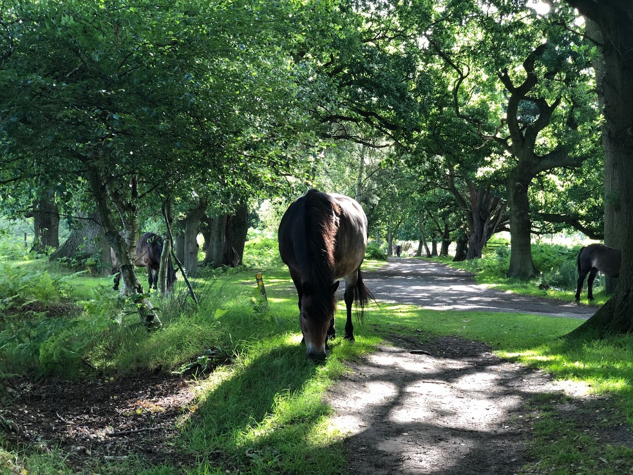 Image showing ponies grazing on Skipwith Common