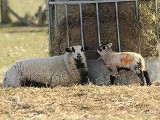 Image showing a badger ewe & lamb