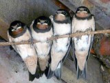 Image showing swallows on a wire