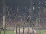 Image showing a Buzzard resting on a fence post